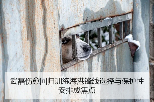 武磊伤愈回归训练海港锋线选择与保护性安排成焦点